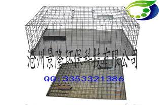 捕鸽子视频,揭秘现代城市中的神秘捕鸽活动