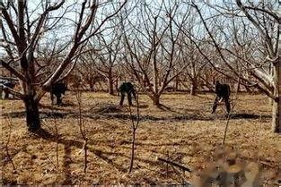 核桃树修剪技术视频,视频教程精华概述