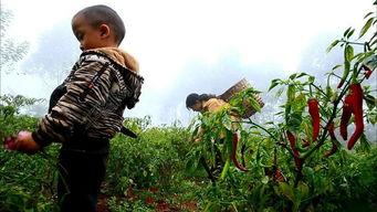 摘辣椒视频,辣味十足！揭秘摘辣椒视频背后的精彩瞬间
