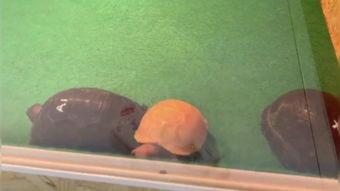 展龟视频,探秘龟类世界的奇妙瞬间